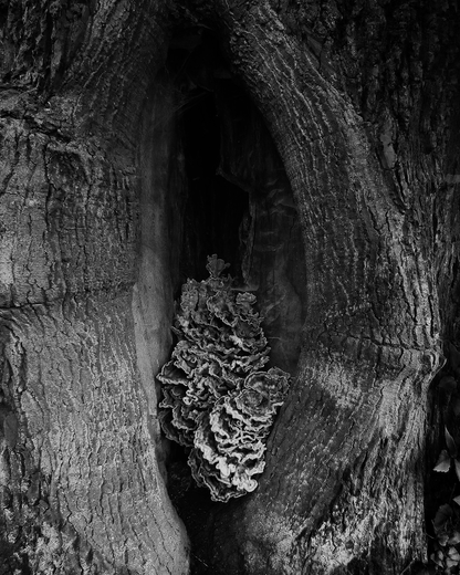 Boccanera fragrance in a dark, mystical forest setting.