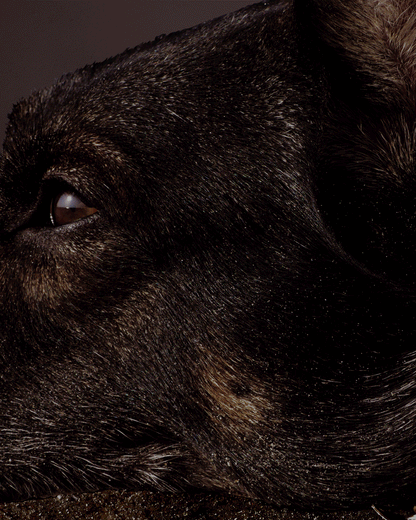 Close-up of a dog's eye, showcasing its beauty and expression.