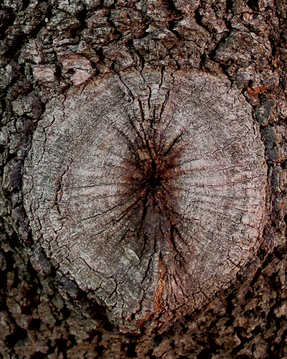 Close-up of tree bark with detailed texture and growth rings.